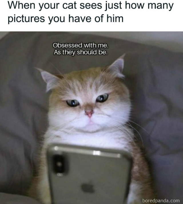 Purrfect Cat Moments