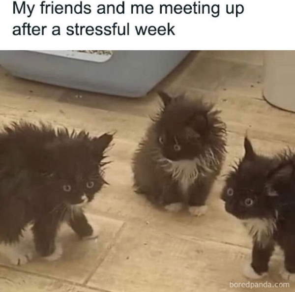 Purrfect Cat Moments