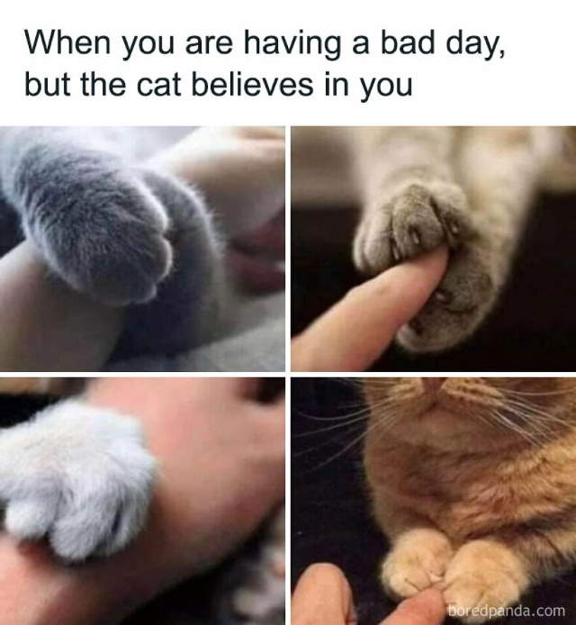 Purrfect Cat Moments