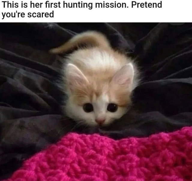 Purrfect Cat Moments