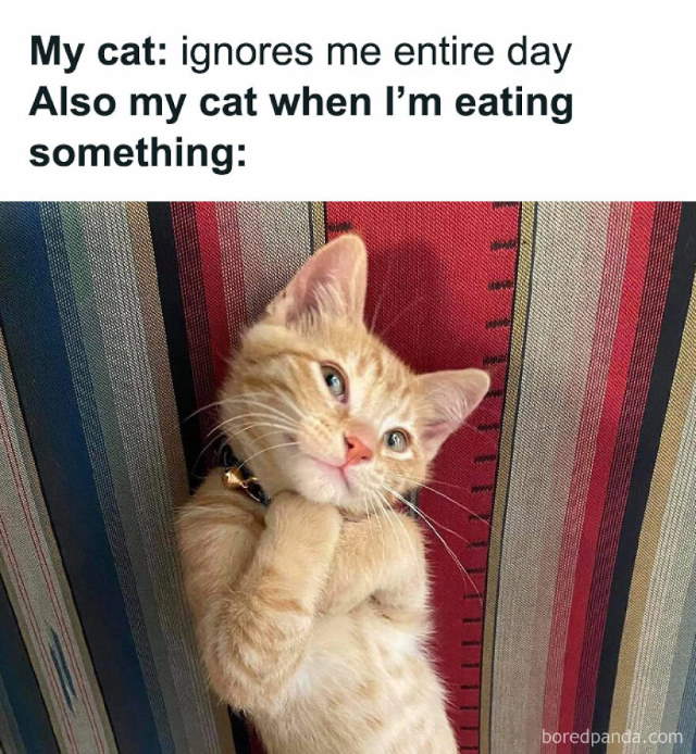 Purrfect Cat Moments