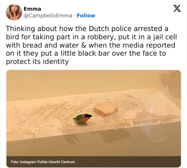 Shangrala's Cop Talk Memes