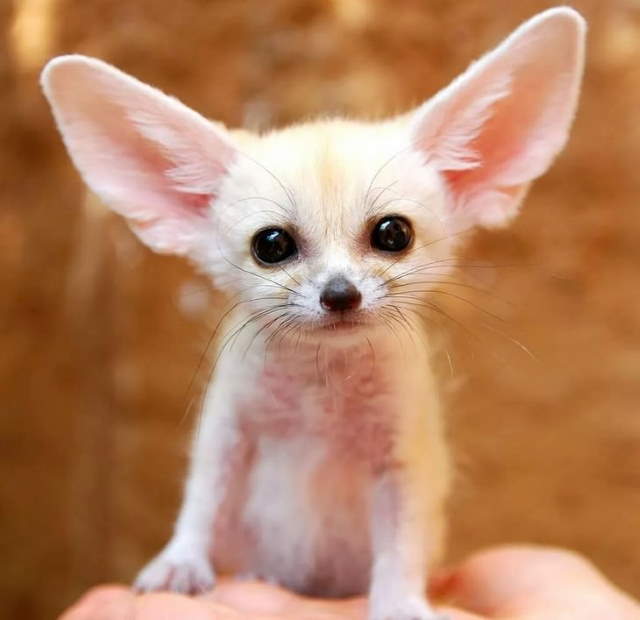 Shangrala's Cuteness Overload 3