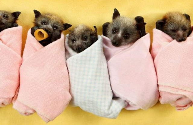 Shangrala's Cuteness Overload 3