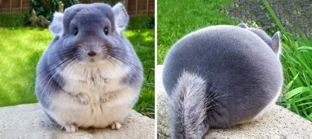 Shangrala's Cuteness Overload 3