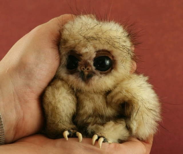 Shangrala's Cuteness Overload 3