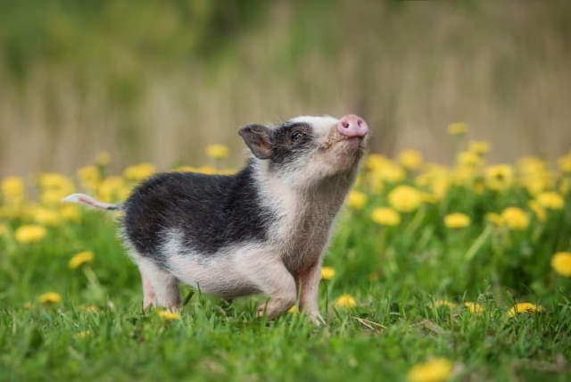 Shangrala's Cuteness Overload 3