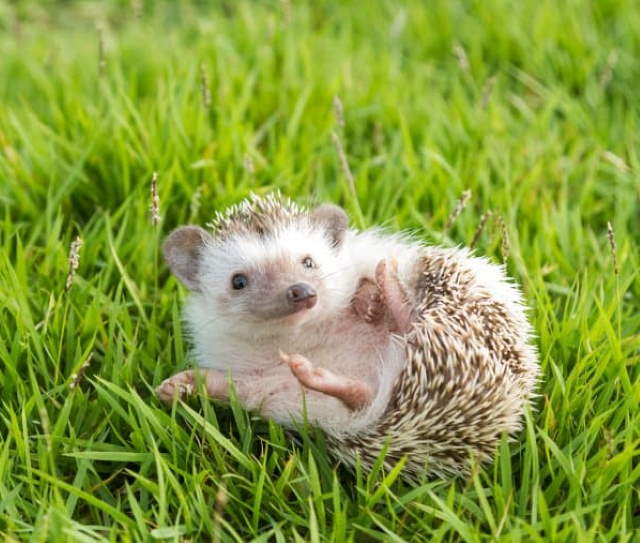 Shangrala's Cuteness Overload 3