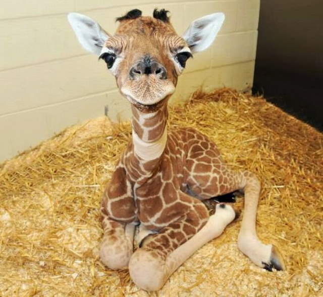 Shangrala's Cuteness Overload 3