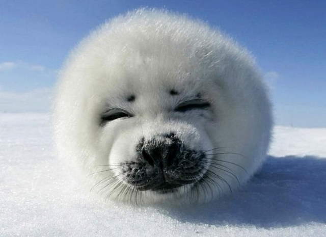 Shangrala's Cuteness Overload 3