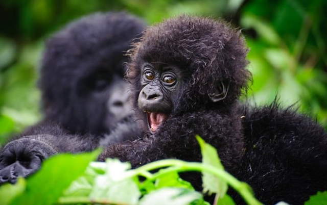 Shangrala's Cuteness Overload 3