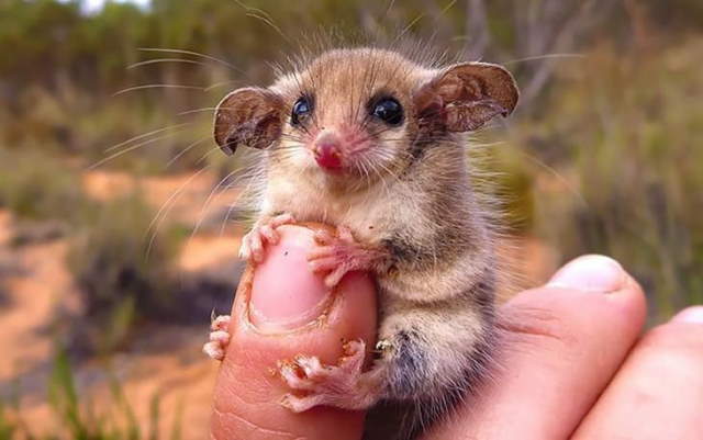 Shangrala's Cuteness Overload 3