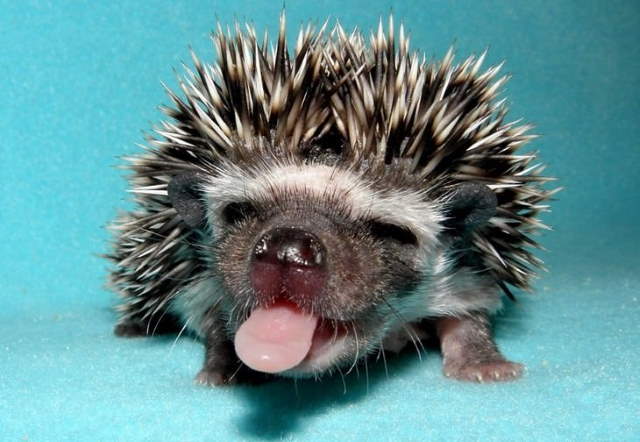 Shangrala's Cuteness Overload 3