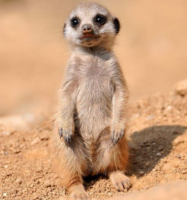 Shangrala's Cuteness Overload 3