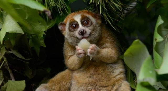 Shangrala's Cuteness Overload 3