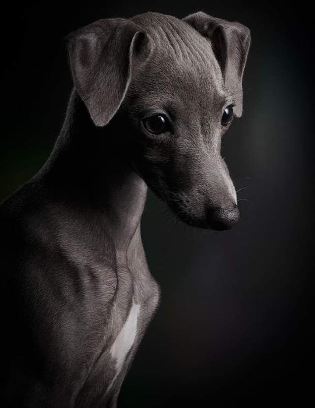 Shangrala's Kennel Club Dog Contest 2!