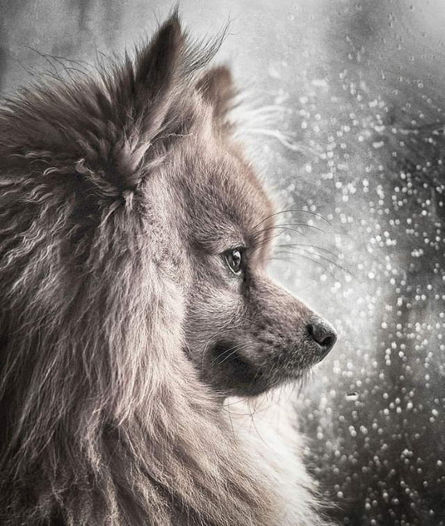 Shangrala's Kennel Club Dog Contest 2!