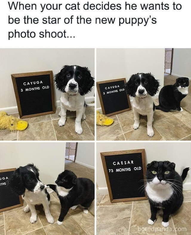 Dog-Snaps Photos