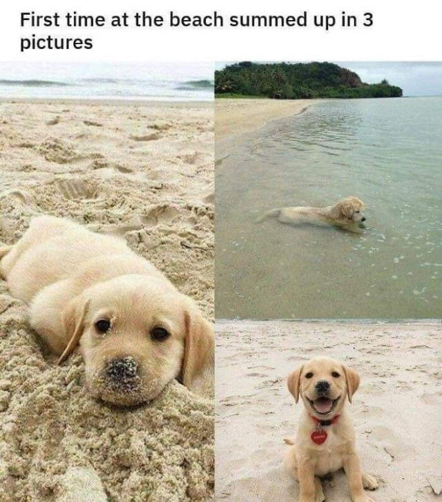 Dog-Snaps Photos