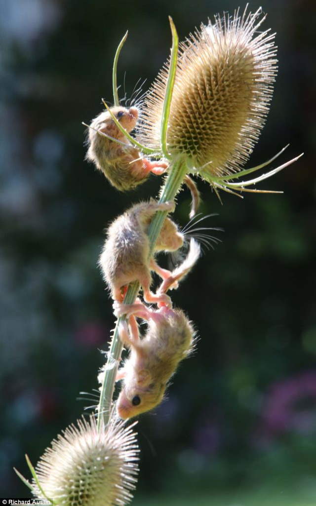 Shangrala's Rescued Baby Dormice