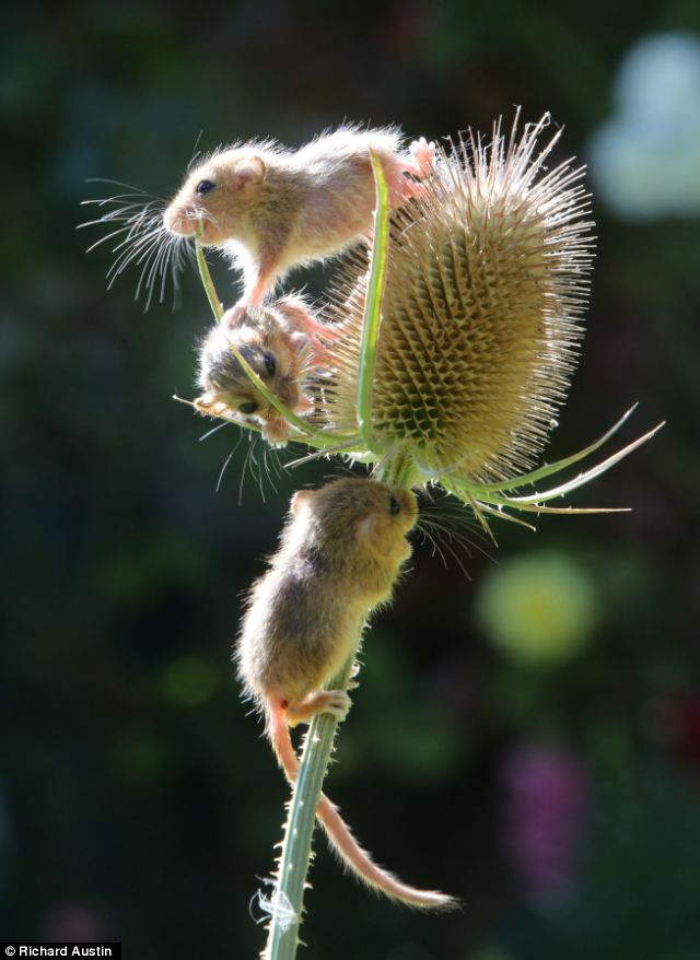 Shangrala's Rescued Baby Dormice