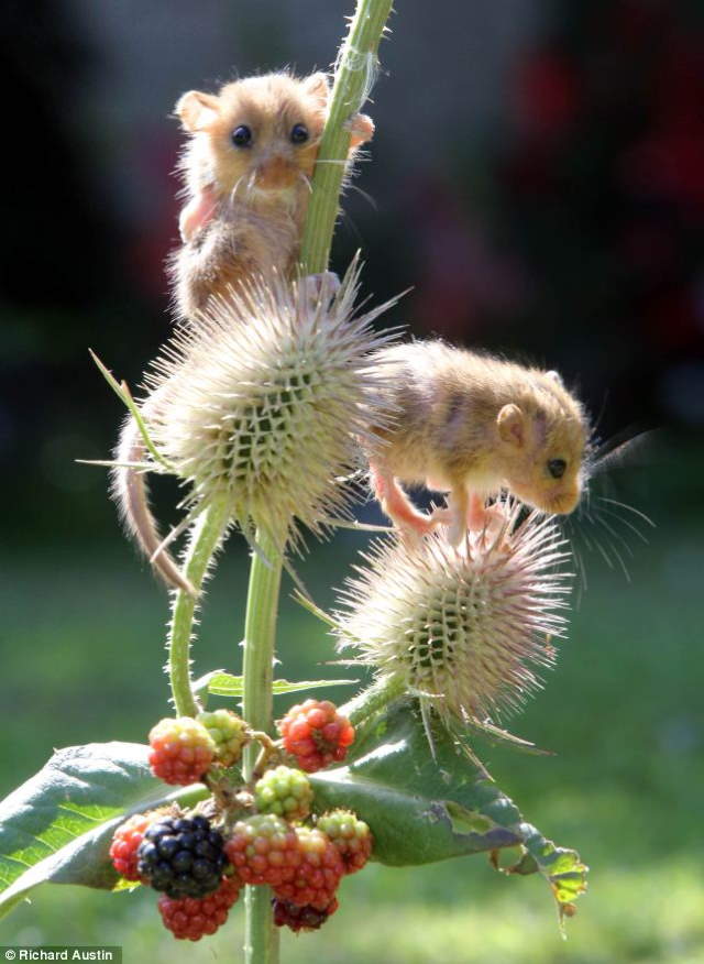 Shangrala's Rescued Baby Dormice