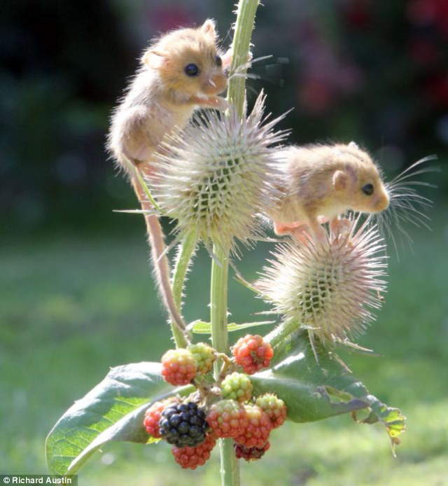 Shangrala's Rescued Baby Dormice