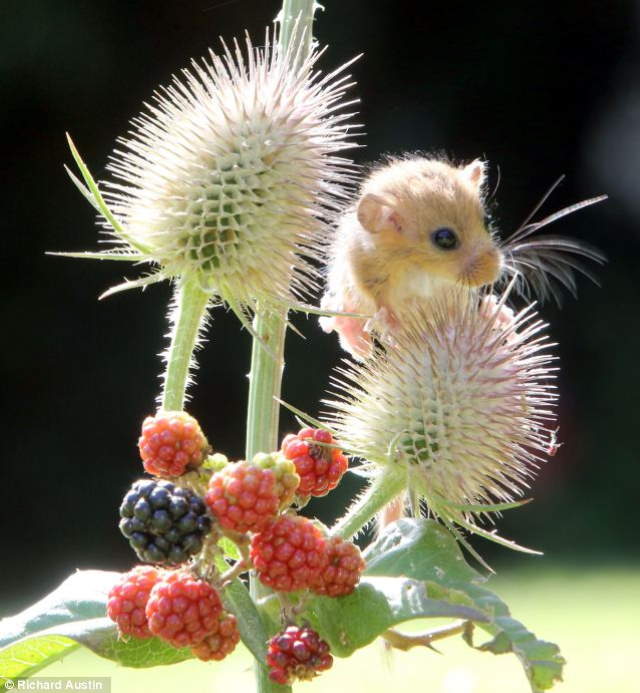 Shangrala's Rescued Baby Dormice