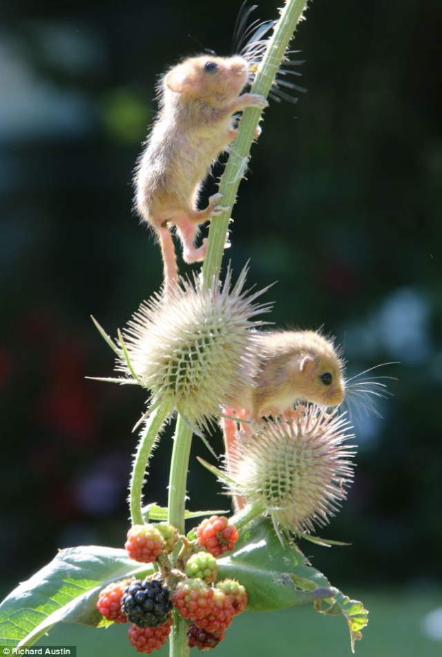 Shangrala's Rescued Baby Dormice