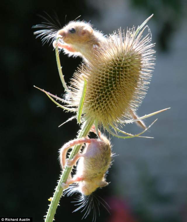 Shangrala's Rescued Baby Dormice
