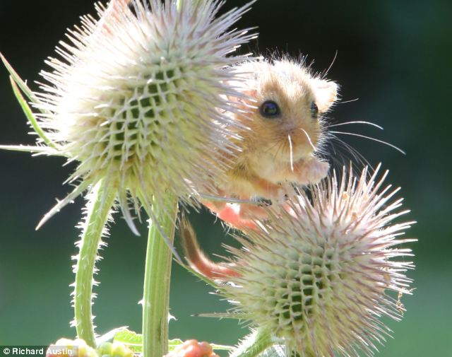 Shangrala's Rescued Baby Dormice