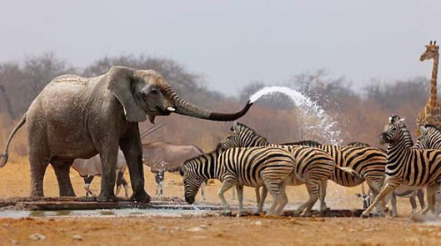 Shangrala's World's Famous Animals