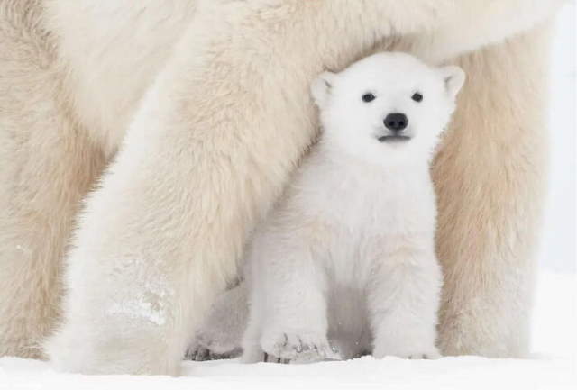Shangrala's World's Famous Animals