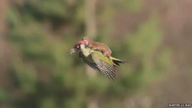 Shangrala's World's Famous Animals
