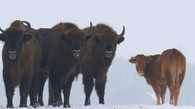 Shangrala's World's Famous Animals