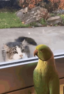 Shangrala's World's Famous Animals