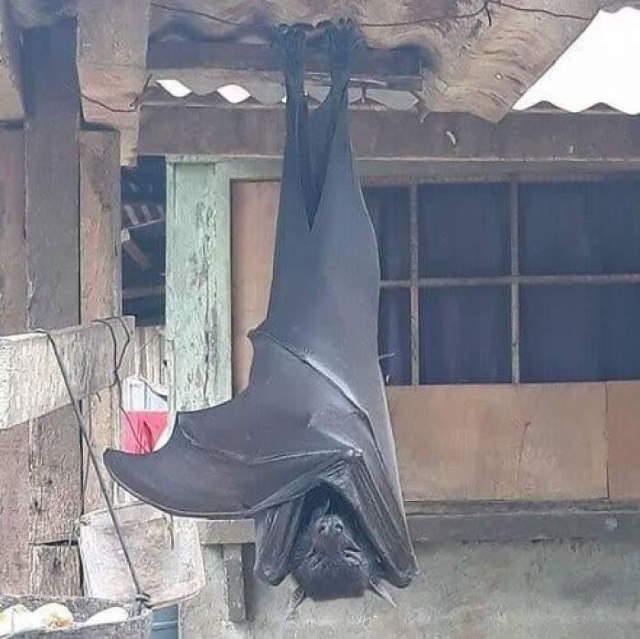 Shangrala's World's Famous Animals