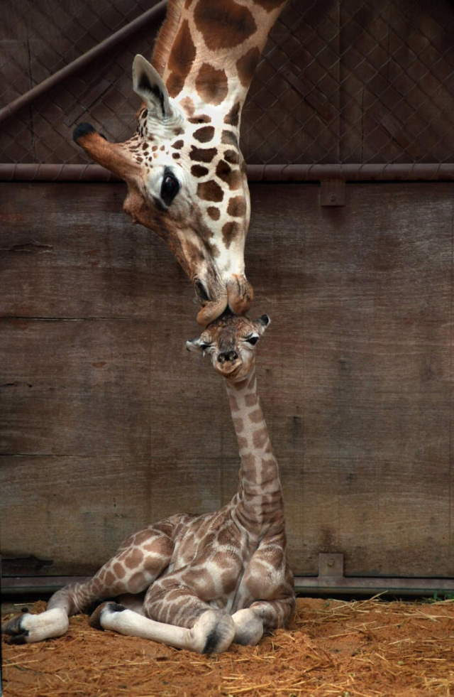 Shangrala's World's Famous Animals