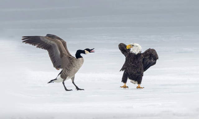 Shangrala's World's Famous Animals