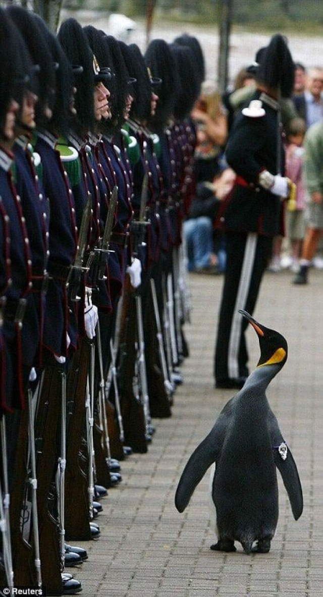 Shangrala's World's Famous Animals