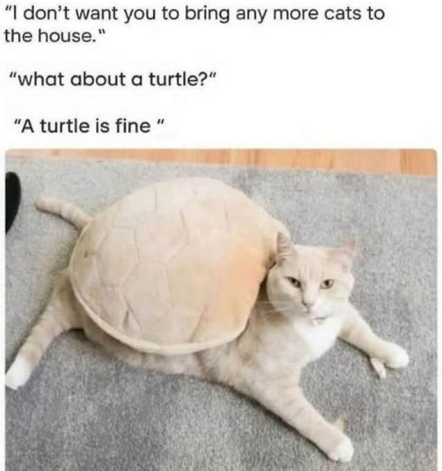 Shangrala's Funny Lighthearted Memes