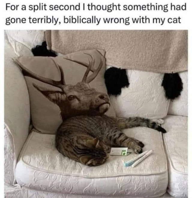 Shangrala's Funny Lighthearted Memes