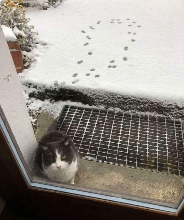 Shangrala's No Words Necessary 2