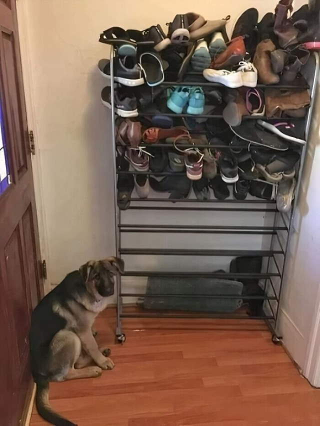 Shangrala's No Words Necessary 2