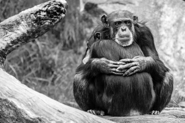 Shangrala's Wild Kisses And Snuggles 3