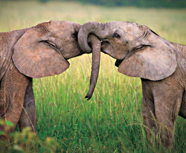 Shangrala's Wild Kisses And Snuggles 3