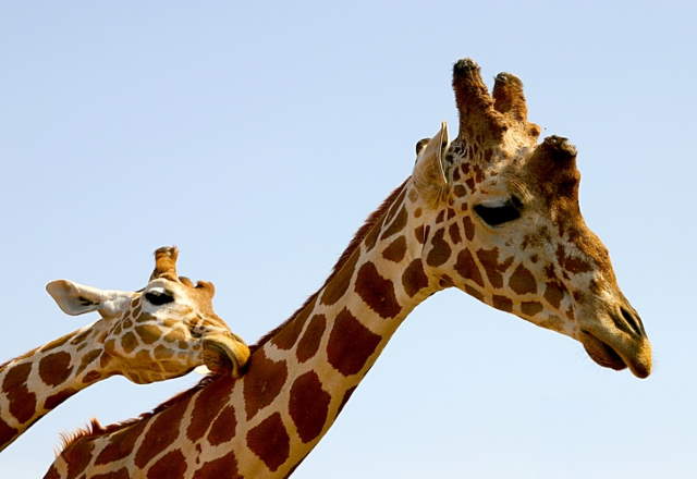 Shangrala's Wild Kisses And Snuggles 3