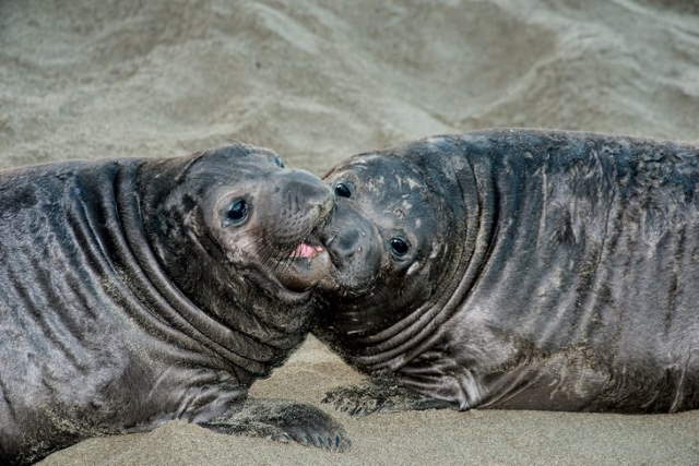 Shangrala's Wild Kisses And Snuggles 3