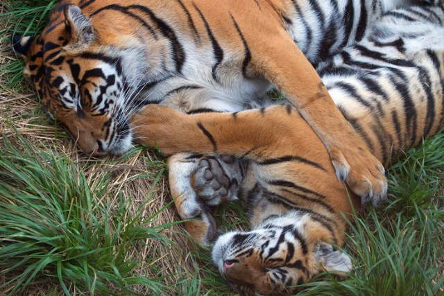 Shangrala's Wild Kisses And Snuggles 3