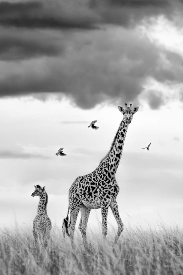 Shangrala's Mara Photo Winners